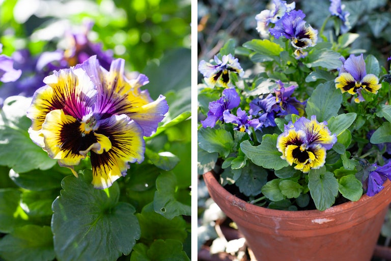 Penséer i blomkruka