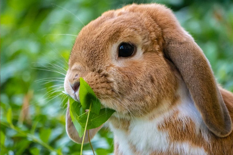 Närbild av en kanin som äter blad