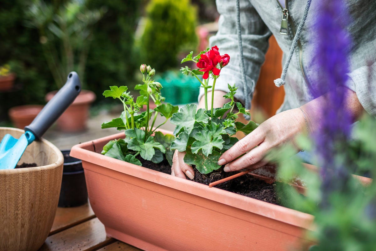 En person planterar pelargoner i en blomlåda i trädgården.