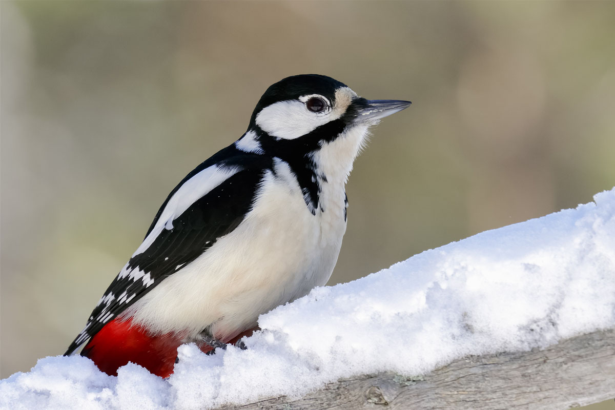 Närbild av en större hackspett på en snöig gren