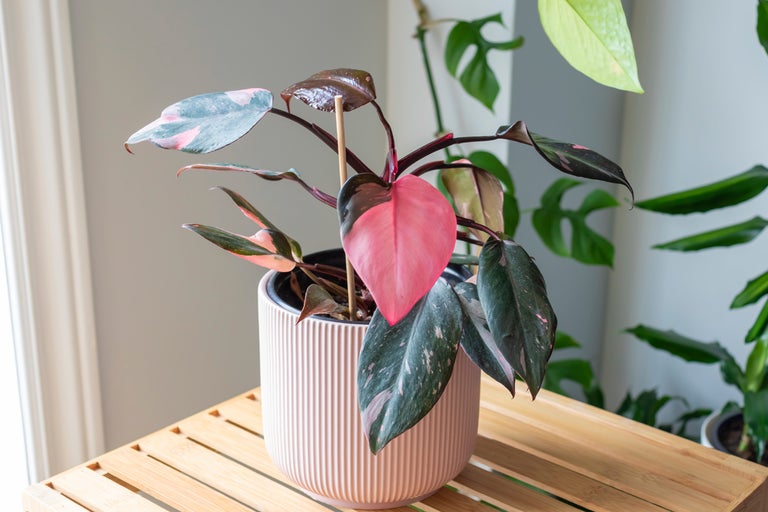 Pink Princess krukväxt i kruka på ett bambubord