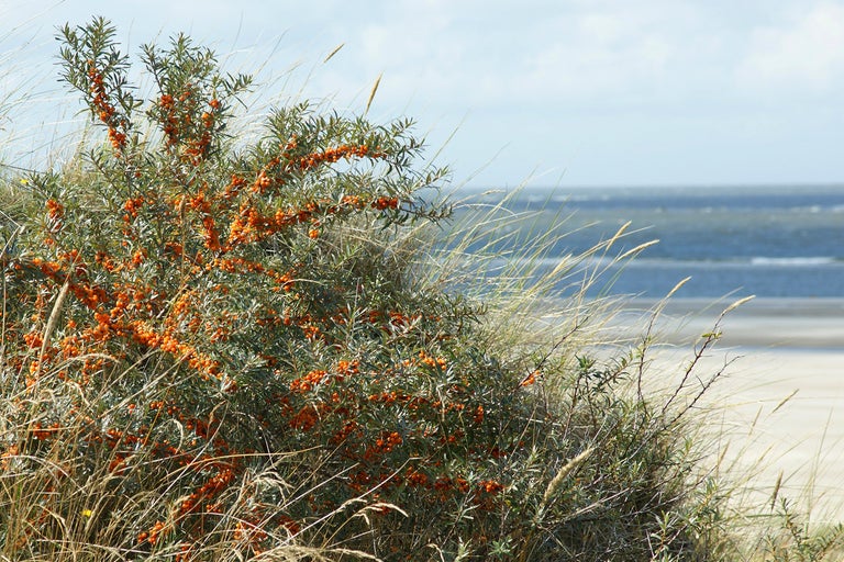 Havtorn buske med frukt nära kusten