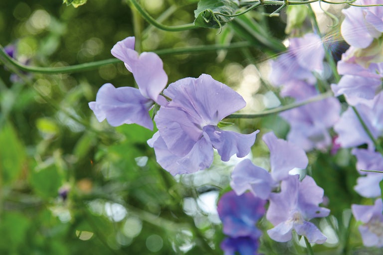 Närbild av luktärtor i trädgården