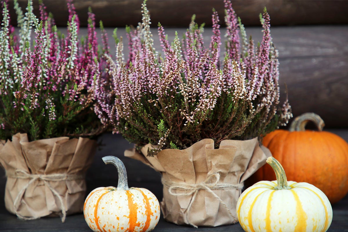 Arrangemang med ljung i papper och pumpor