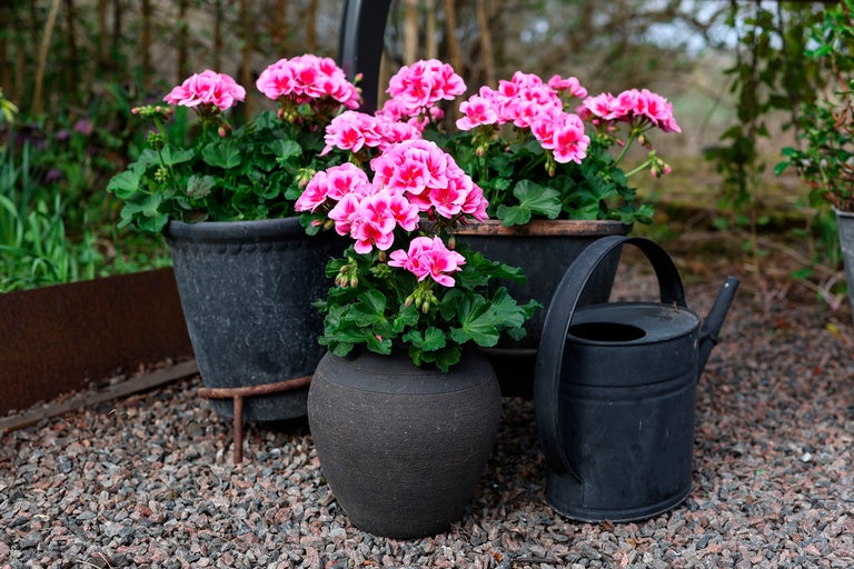 Tre blomkrukor med pelargoner och en vattenkanna i trädgården.