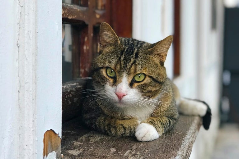Tigrerad katt ligger på en fönsterbräda