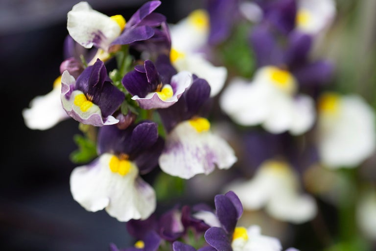 Närbild av Nemesia Elfenspiegel blommor i lila och vitt med gul mitt.