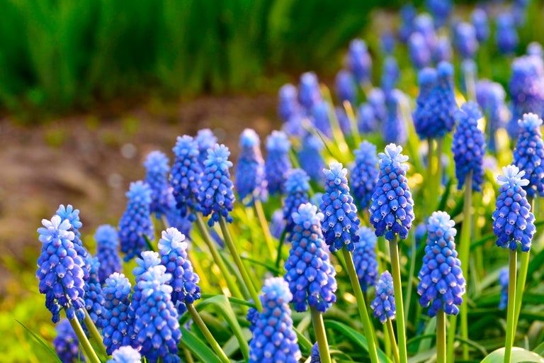 Närbild av blå pärlhyacinter i trädgården.