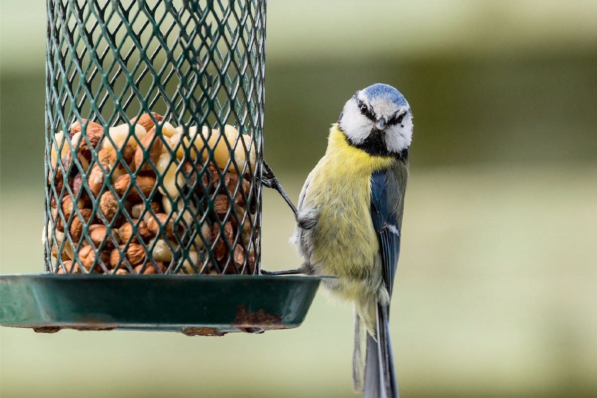 Blåmes vid ett fågelbord fyllt med nötter