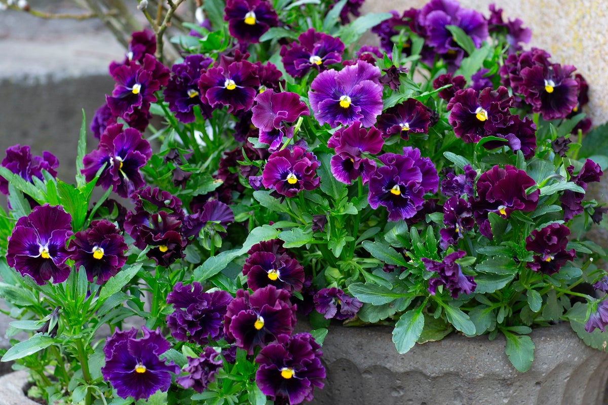 Rabatt med mörkvioletta penséer