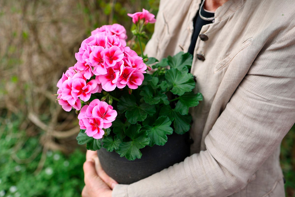 Person håller krukväxt med rosa blommor