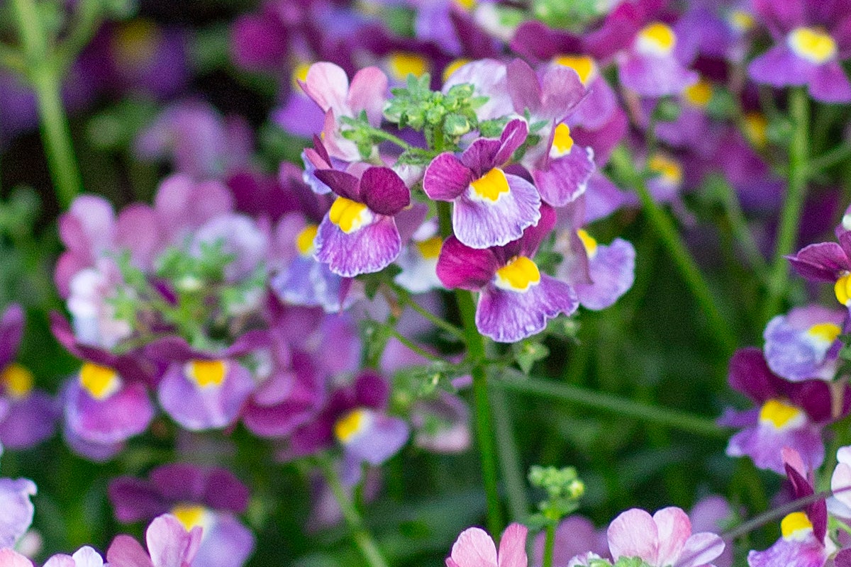 Närbild av violetta Nemesia-blommor med gult öga.