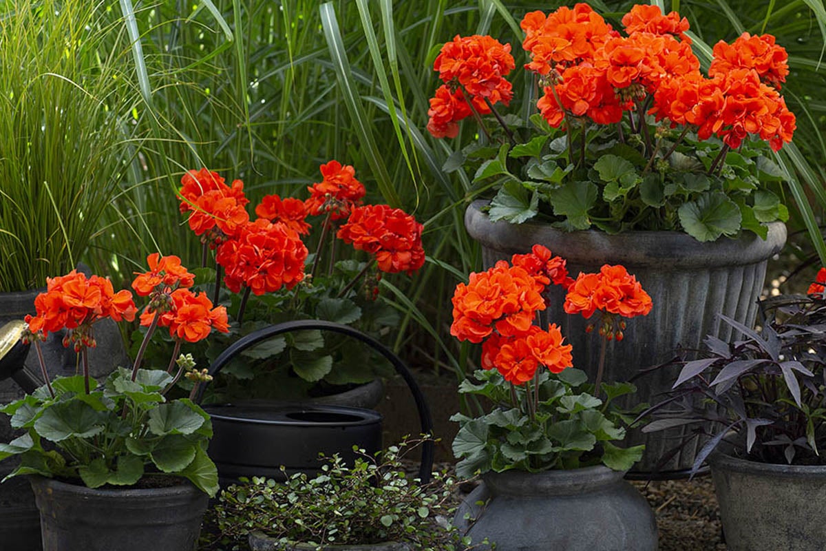Arrangemang av pelargoner och prydnadsgräs i krukor i trädgården