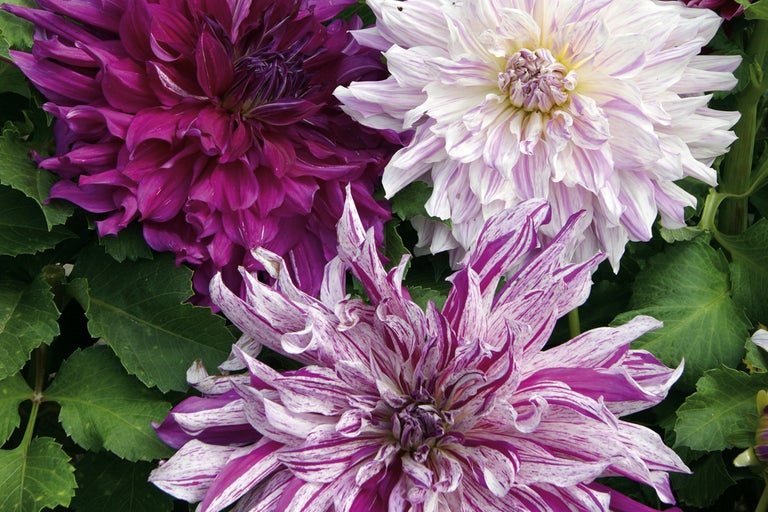 Närbild av tre dahlia blommor