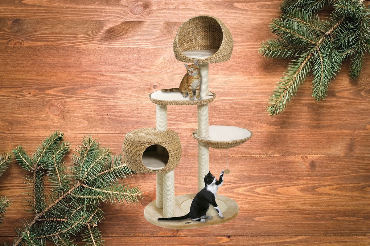 Kattklös med två katter