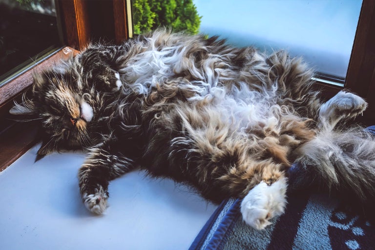 En sovande katt ligger på en fönsterbräda.