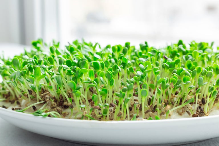 Närbild av färska groddar på en tallrik