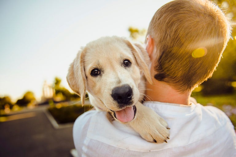 En ung man bär en ljus labradorvalp på axeln