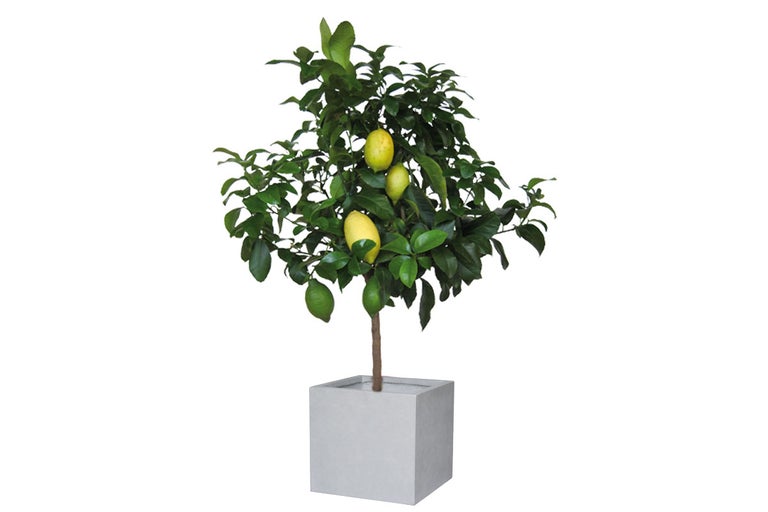 Citronträd i kruka