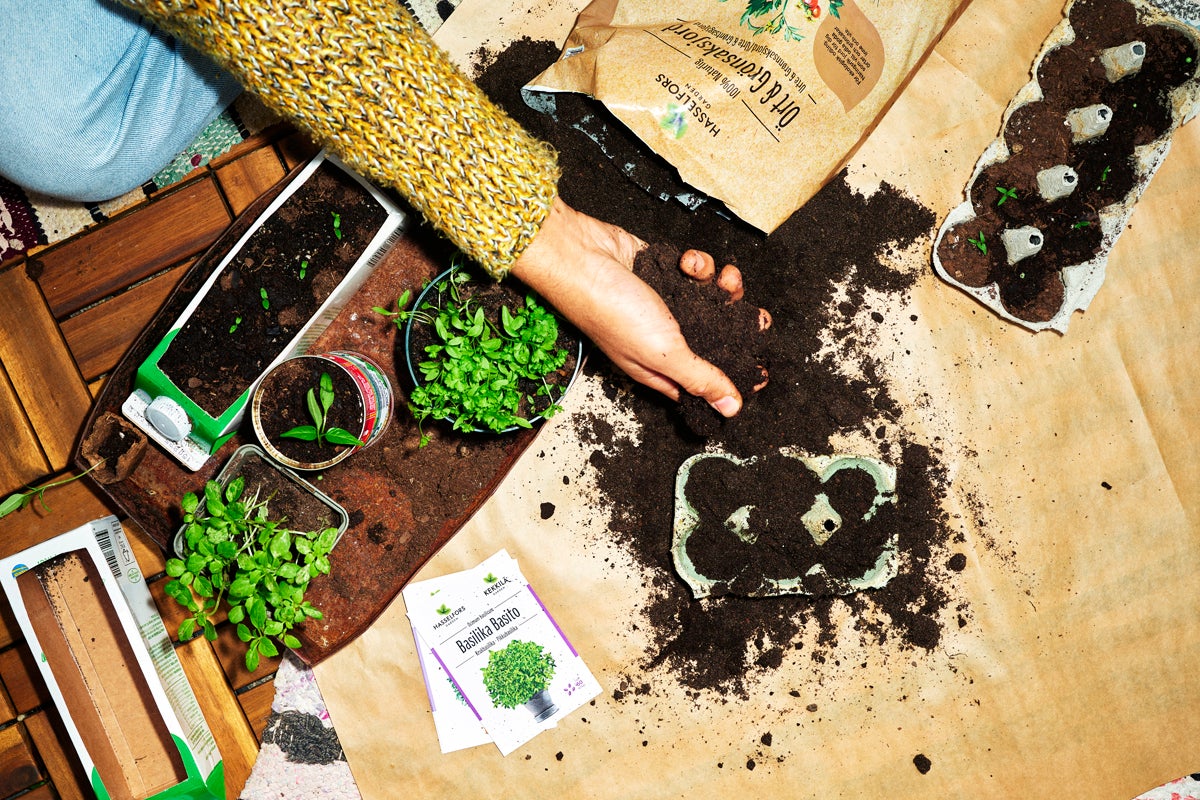 Såddscen med jord, basilikafrön och olika behållare med unga plantor