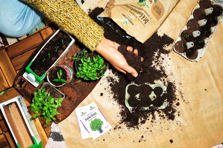 Såddscen med jord, basilikafrön och olika behållare med unga plantor