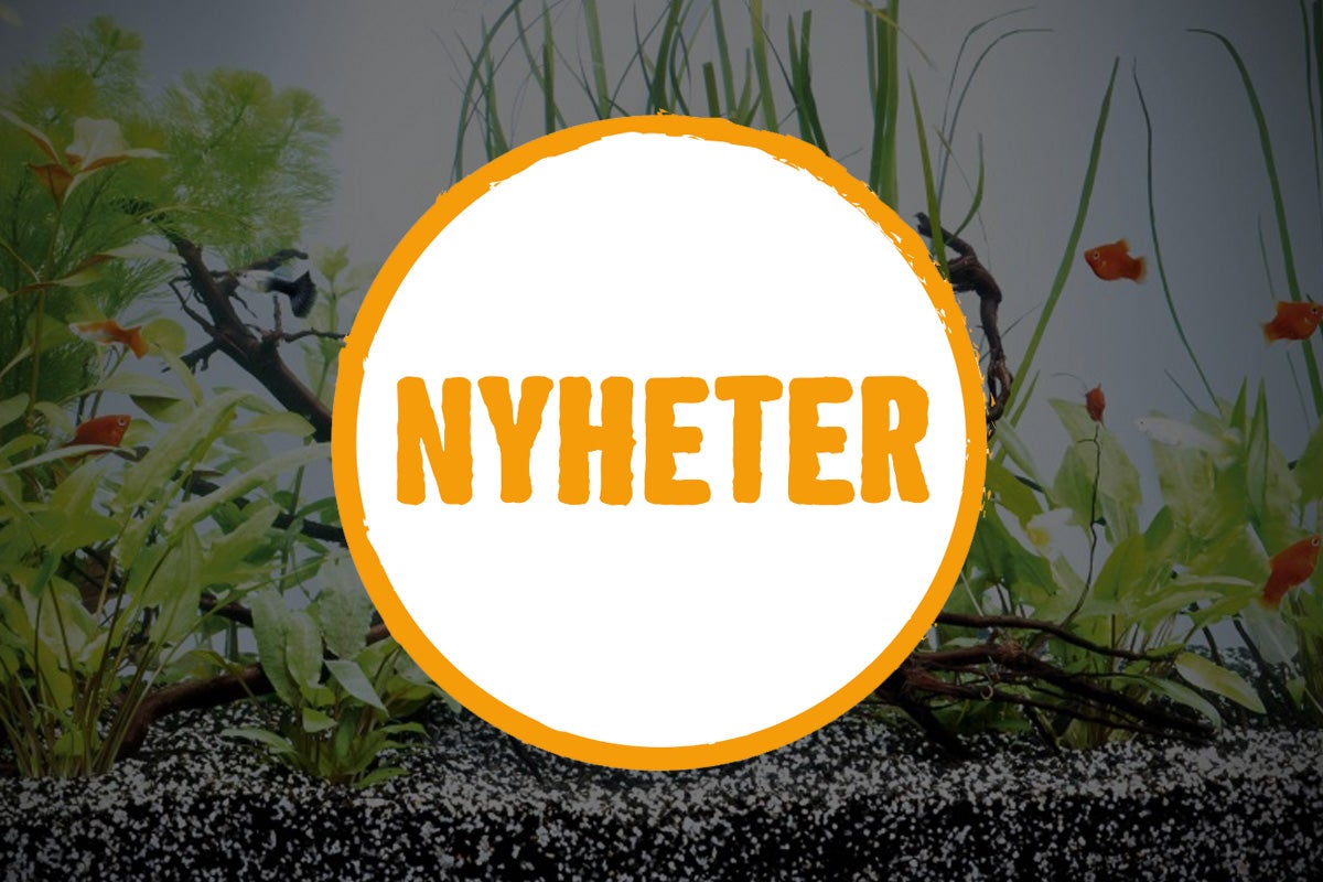 Akvarium med växter och fiskar, med texten Nyheter i förgrunden