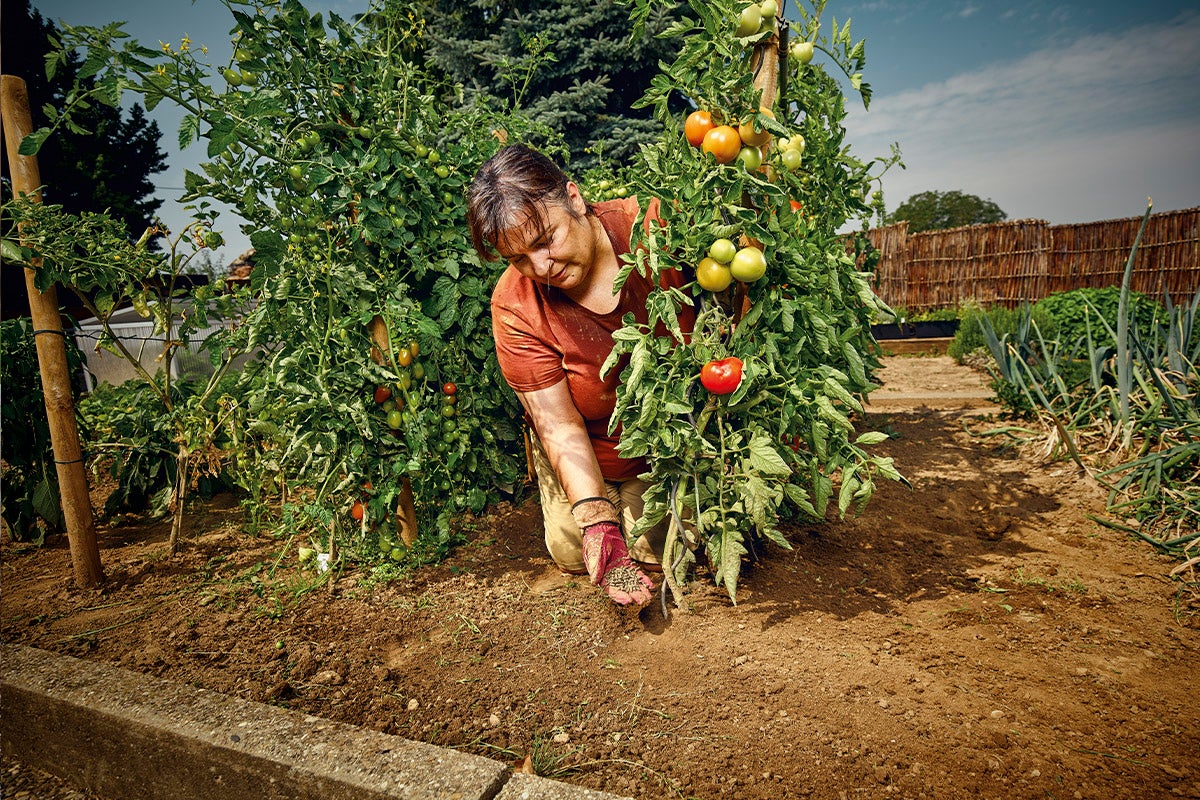 Kvinna arbetar i grönsaksträdgården med tomatplantor