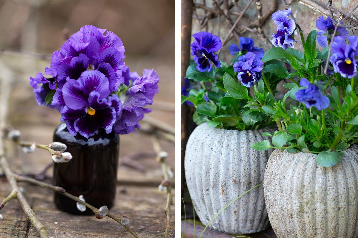 Arrangemang med penséer i vas och planteringskärl