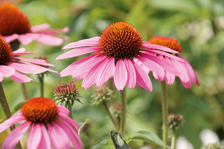 Närbild av en familj av röd solhatt