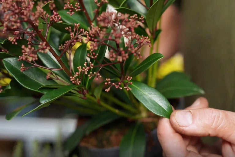 Närbild av en japansk skimmiaväxt med gröna blad och blomknoppar