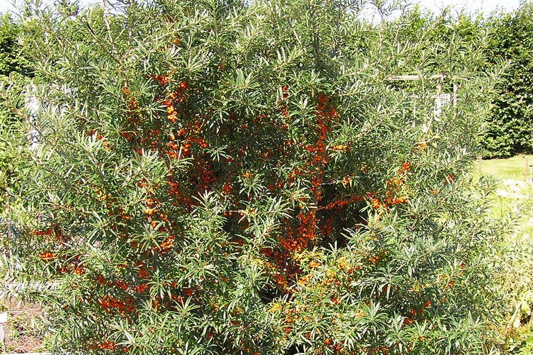 Havtornbuske med orange bär i trädgården