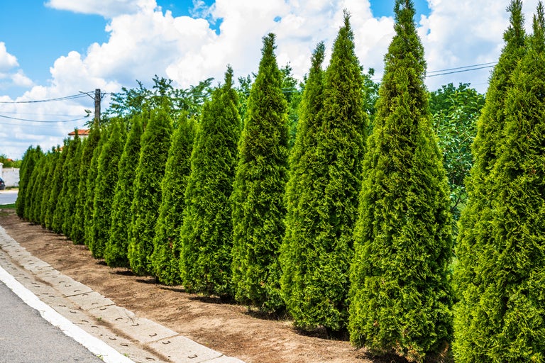 Rad av gröna tujor i trädgården
