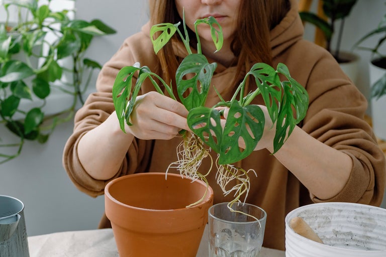 Kvinna planterar en krukväxt Monstera i en kruka.