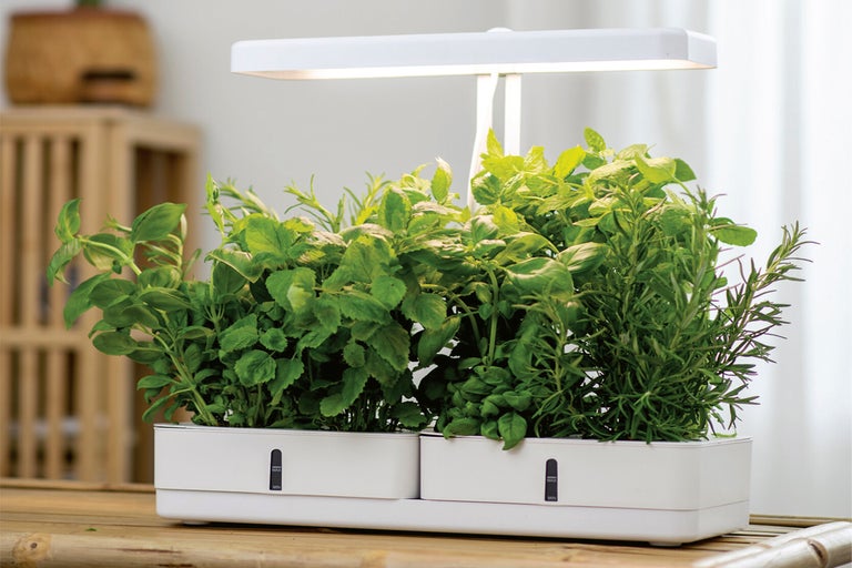 Hydroponisk odling – enkelt och jordfritt hemma