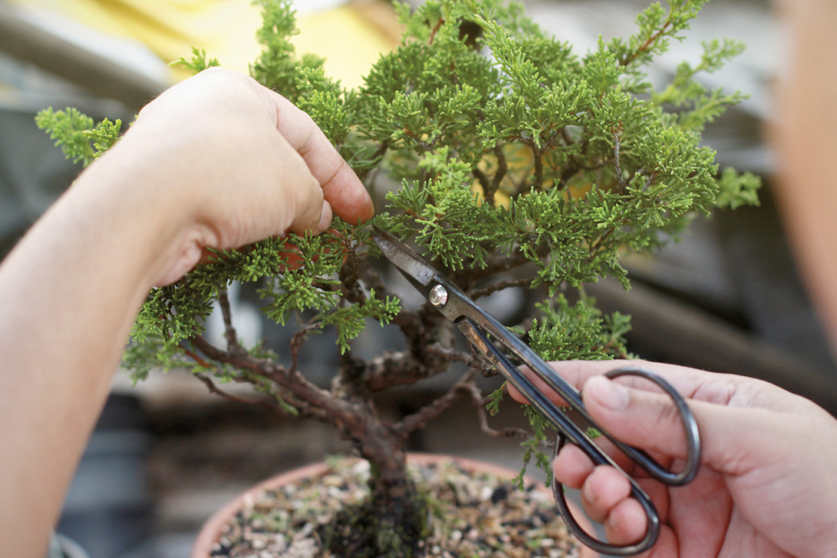 Bonsai beskärs med sax.