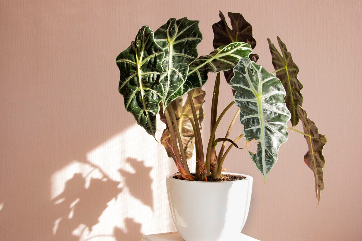 Alocasia krukväxt i vit kruka