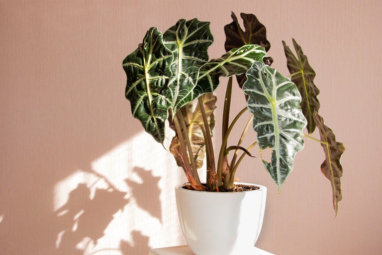 Skötselråd för alocasia