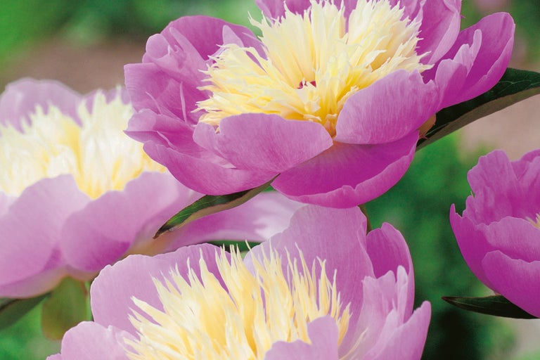 Närbild av rosa-gula pionblommor