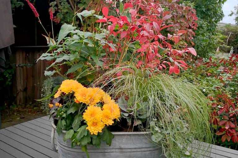 Dekorativ plantering i en metallplanter med höstblommor, prydnadsgräs och färgglada löv.