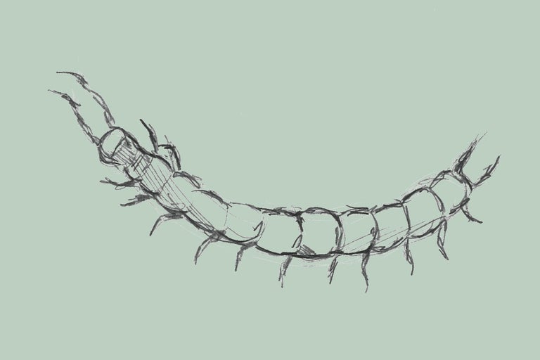 Ritning av en tusenfoting