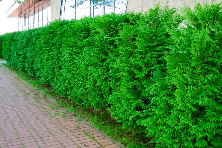 Rad av vintergröna tujahäckar längs en trottoar