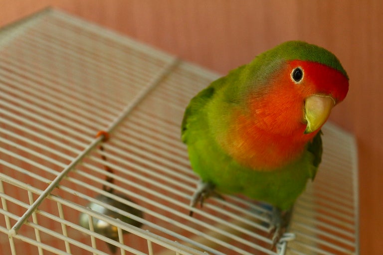 Roséhuvad dvärgpapegoja på en fågelbur