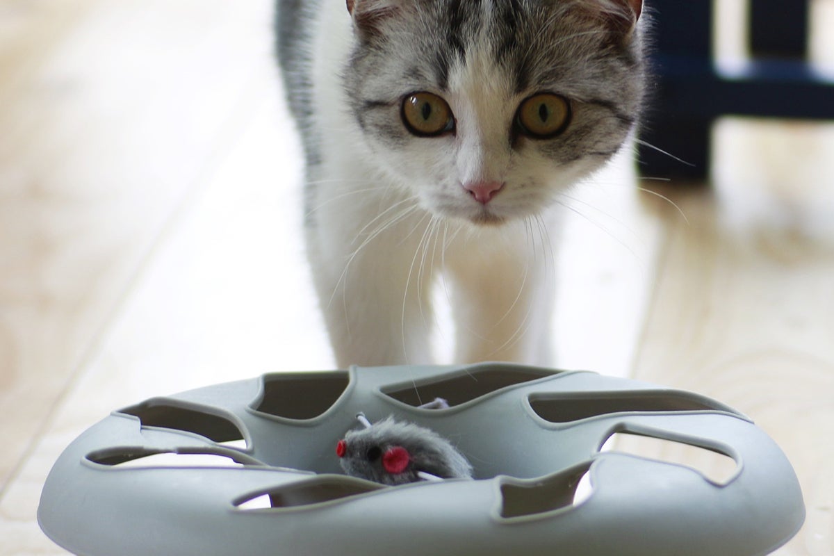 Katt med leksaksmus i interaktiv kattleksak