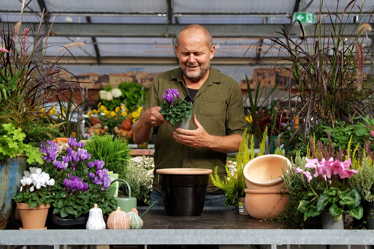 Man planterar lila cyklamen i en kruka, omgiven av olika växter och dekorationer.