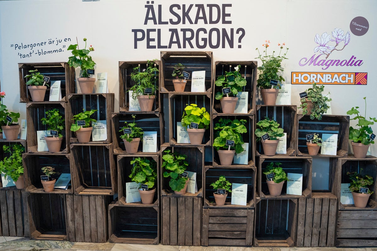 Presentation av olika sorters pelargoner i lerkrukor, arrangerade i staplade mörka träbackar framför en vägg med Hornbach Logo.