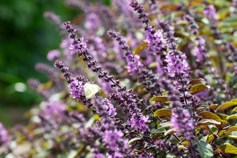 Blommande basilika växt med fjäril