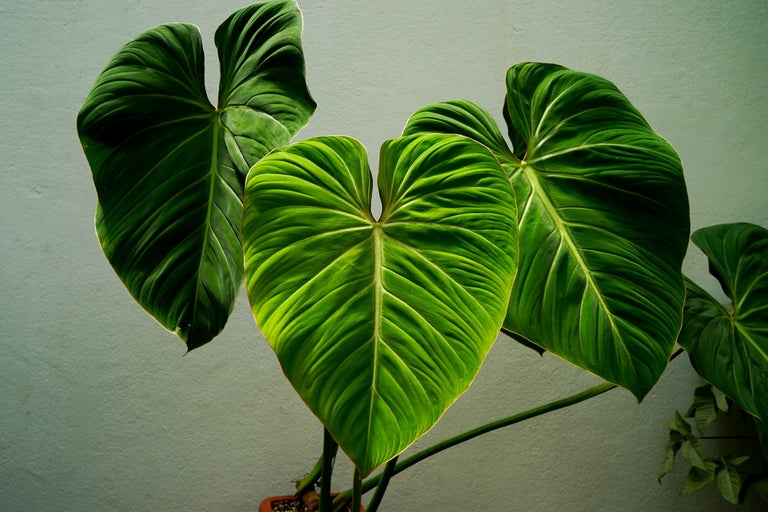 Philodendron krukväxt med stora, hjärtformade blad.