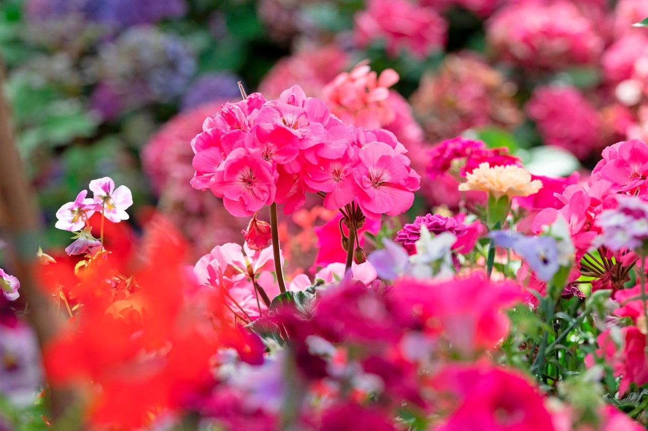 Entreutställning med pelargoner på Nordiska Trädgårdar 2026