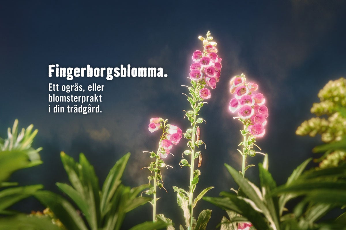 Fingerborgsblomma i trädgården