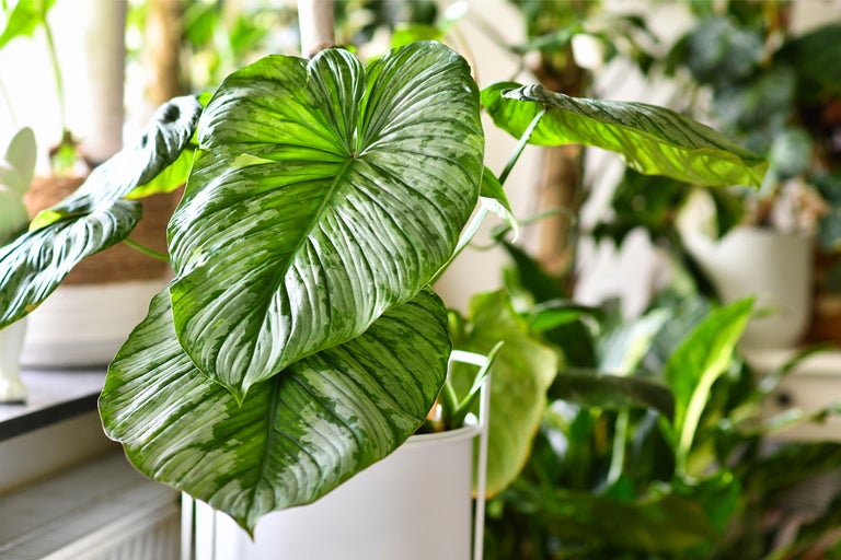 Skötselråd för philodendron